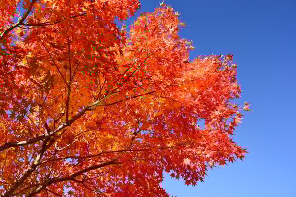 Fall foliage at in Nagoya, Japan. Fall foliage at in Nagoya, Japan.
