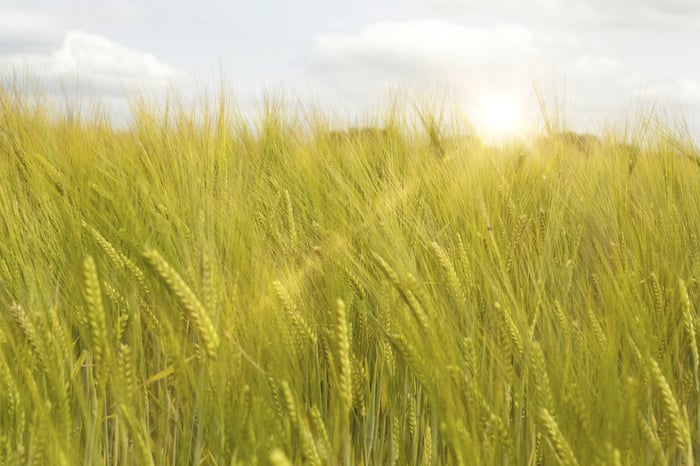 Fresh crops at sunrise on a summers morning Fresh crops at sunrise on a summers morning