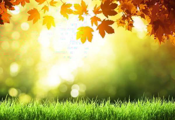 leaves in autumn forest leaves in autumn forest